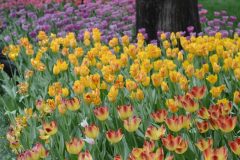 Tips-for-visiting-parks-and-sceneic-spots-in-Beijing-during-Coronavirus-Cultural-Keys-11